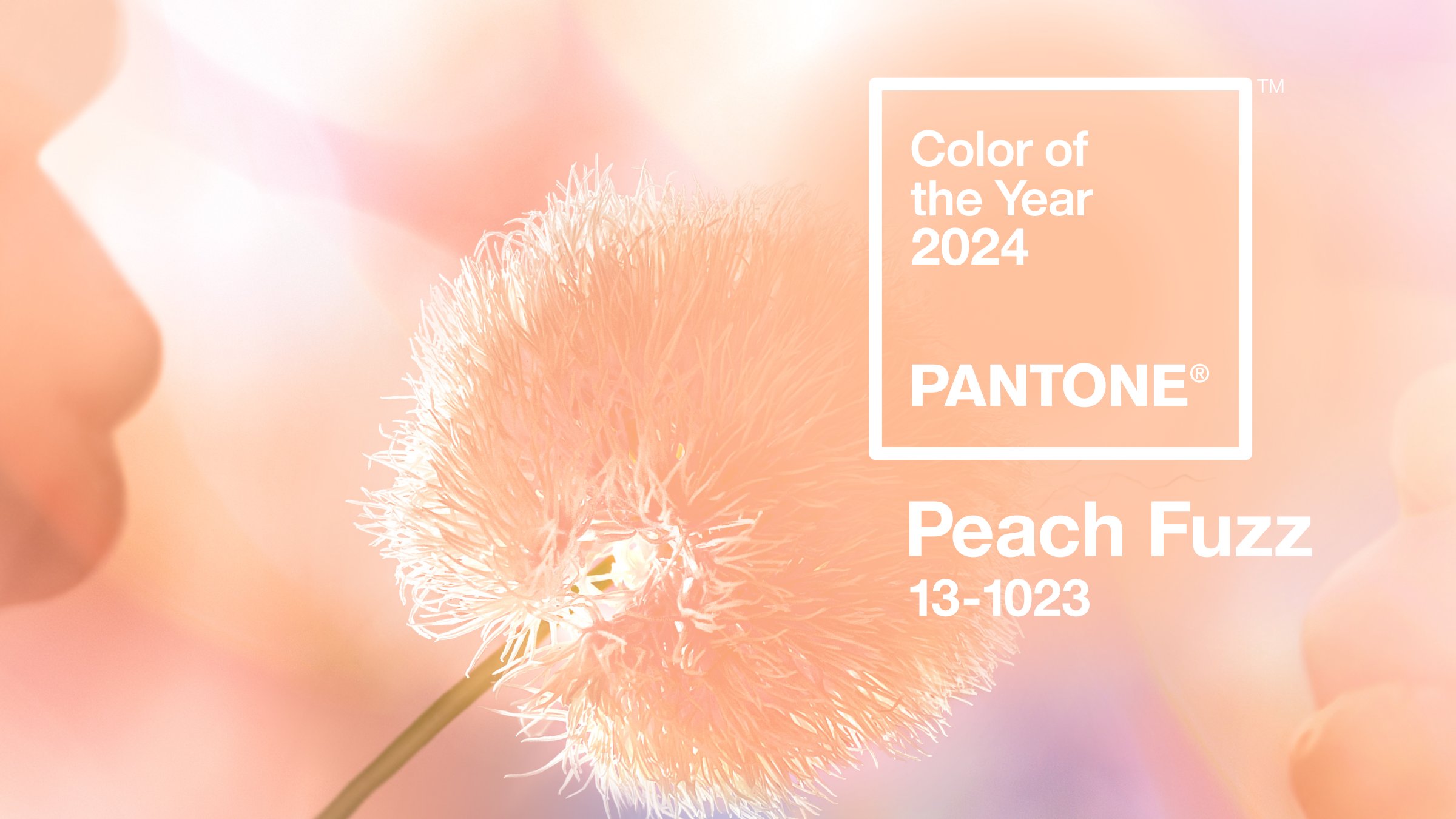 Integrating Pantone Colors Into Your Home: From the Color of the Year to Room-by-Room Palettes